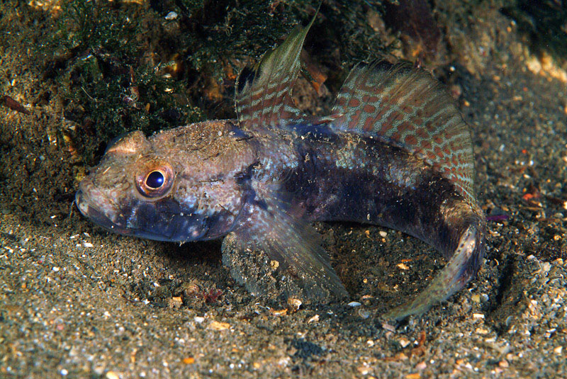 Gobius niger e Gobius roulei!!